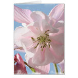 Pink Columbine Flowers Greeting Card