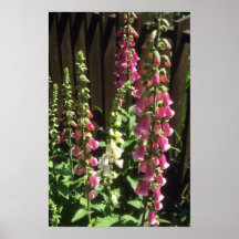 Pink Common Foxglove, (Digitalis Purpurea) flowers Posters