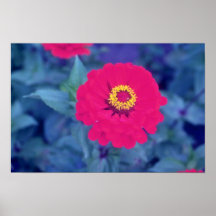 Pink Common Zinnia (Zinnia Elegans) flowers Posters
