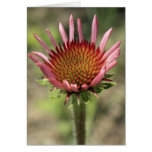 Pink Cone Flower Card
