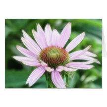 Pink Coneflower - Echinacea Purpurea Greeting Cards