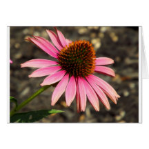 Pink Coneflower Greeting Card
