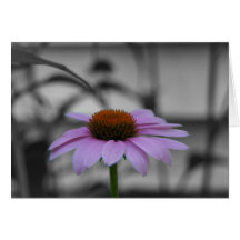 Pink Coneflower Greeting Cards