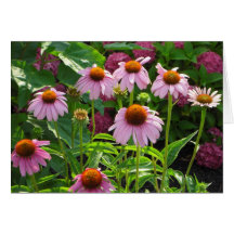 Pink Coneflowers Notecards