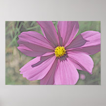 Pink Coreopsis Poster