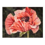 Pink Corn Poppy All Occasion Watercolor Postcard