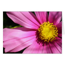 Pink Cosmos Flower Greeting Card