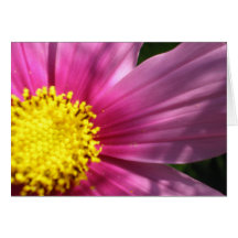 Pink Cosmos Flower Greeting Cards