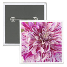 Pink Dahlia Blossom Square Pin