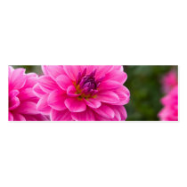 Pink Dahlia