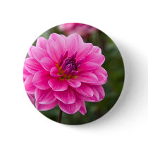 Pink Dahlia