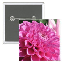 Pink Dahlia Button
