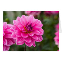 Pink Dahlia