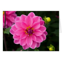 Pink Dahlia Card