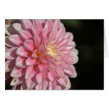 Pink Dahlia Card