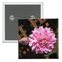 Pink Dahlia Flower