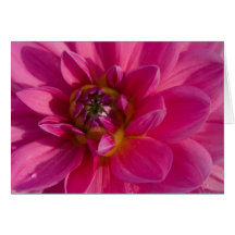 Pink Dahlia Greeting Card