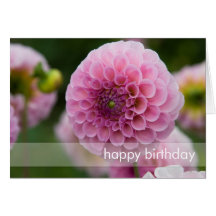 Pink Dahlia Greeting Cards