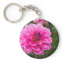 Pink Dahlia