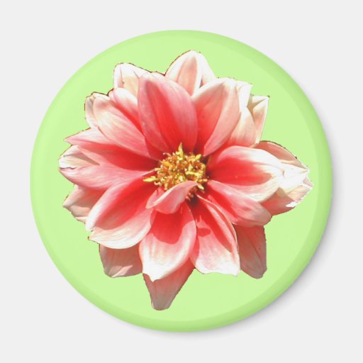 Pink Dahlia Magnet