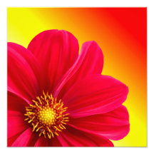 Pink Dahlia Photographic Print