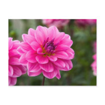 Pink Dahlia