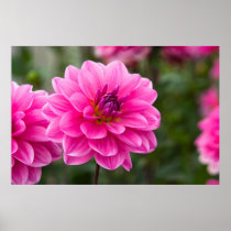 Pink Dahlia