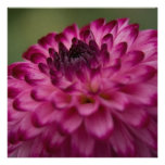 Pink Dahlia • Square Card / Invitation