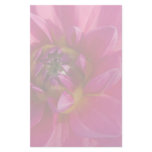 Pink Dahlia