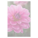 Pink Dahlia