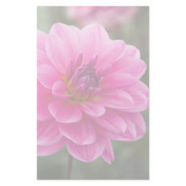 Pink Dahlia