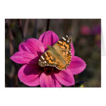 Pink Dahlia with Painted Lady Cards
