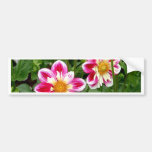 "Pink Dahlias...double trouble" Bumper Stickers