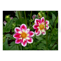 "Pink Dahlias...double trouble" cards