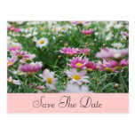 Pink Daisies Post Card