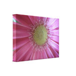 Pink Daisy Beauty Gallery Wrapped Canvas