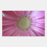 Pink Daisy Beauty Rectangle Stickers
