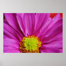Pink Daisy Poster