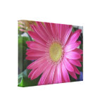 Pink Daisy Princess Canvas Prints
