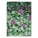 Pink Dead Nettle, (Lamium Maculatum) flowers cards