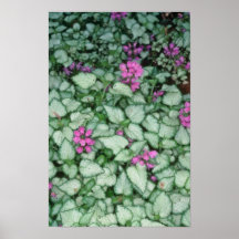 Pink Dead Nettle, (Lamium Maculatum) flowers Print