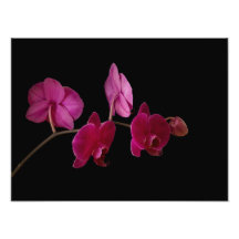 Pink Dendrobium Orchid - Customized Flowers Photo Print