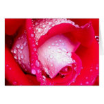 Pink Dew Kissed Rose Greeting Card