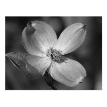 Pink Dogwood Bloom Post Cards