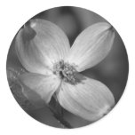 Pink Dogwood Bloom Stickers