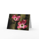 Pink Dogwood Blooms Greeting Card