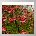 Pink Dogwood Blooms Poster