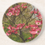 Pink Dogwood Blooms Sandstone Coaster