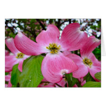 Pink Dogwood Card