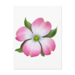 Pink Dogwood Flower Postcards